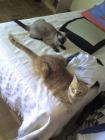 thumbs/Bart y Mozart vigilandose 3.jpg